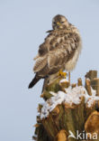 Common Buzzard (Buteo buteo)