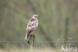 Common Buzzard (Buteo buteo)