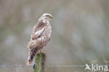 Common Buzzard (Buteo buteo)