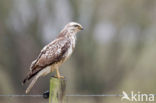 Common Buzzard (Buteo buteo)