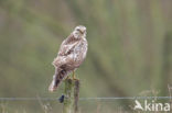 Common Buzzard (Buteo buteo)