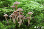 Bundelmosklokje (Galerina marginata)