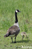 Canada Goose (Branta canadensis)