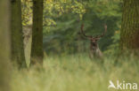 Fallow Deer (Dama dama)