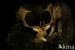 Fallow Deer (Dama dama)