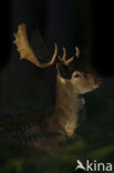 Fallow Deer (Dama dama)