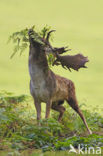 Fallow Deer (Dama dama)