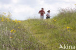 Common Hawkweed (Hieracium vulgatum)