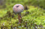 Donkerstelige stuifbal (Tulostoma melanocyclum)