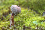 Tulostoma melanocyclum