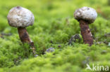 Donkerstelige stuifbal (Tulostoma melanocyclum)