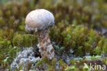 Donkerstelige stuifbal (Tulostoma melanocyclum)