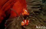 anemonefish