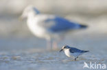 Drieteenstrandloper (Calidris alba)