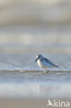 Drieteenstrandloper (Calidris alba)