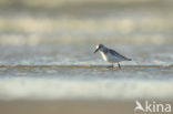 Drieteenstrandloper (Calidris alba)