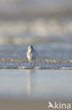 Drieteenstrandloper (Calidris alba)