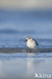 Drieteenstrandloper (Calidris alba)