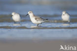 Drieteenstrandloper (Calidris alba)