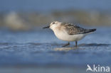 Drieteenstrandloper (Calidris alba)