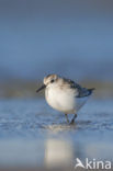 Drieteenstrandloper (Calidris alba)