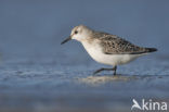 Drieteenstrandloper (Calidris alba)