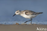 Drieteenstrandloper (Calidris alba)