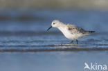 Drieteenstrandloper (Calidris alba)