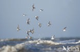 Drieteenstrandloper (Calidris alba)