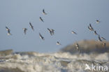 Drieteenstrandloper (Calidris alba)