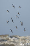 Drieteenstrandloper (Calidris alba)