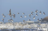 Drieteenstrandloper (Calidris alba)