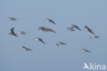 Drieteenstrandloper (Calidris alba)