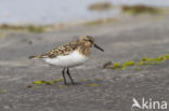 Drieteenstrandloper (Calidris alba)