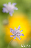 Duifkruid (Scabiosa columbaria) 