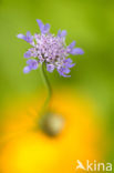 Duifkruid (Scabiosa columbaria) 