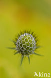 Small Scabious (Scabiosa columbaria)