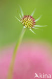 Duifkruid (Scabiosa columbaria) 