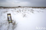 Duinen van Goeree