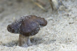 Melanoleuca cinereifolia