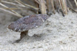 Duinveldridderzwam (Melanoleuca cinereifolia)