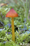 Hygrocybe conicoides