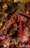 Durban shrimp (Rhynchocinetes durbanensis)