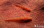 Common ghost goby (Pleurosicya mossambica)