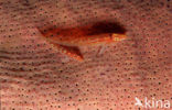 Common ghost goby (Pleurosicya mossambica)