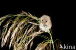 Harvest Mouse (Micromys minutus)