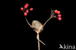 Harvest Mouse (Micromys minutus)