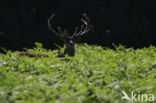 Red Deer (Cervus elaphus)