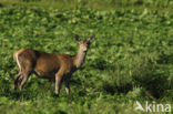 Edelhert (Cervus elaphus)