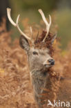 Red Deer (Cervus elaphus)